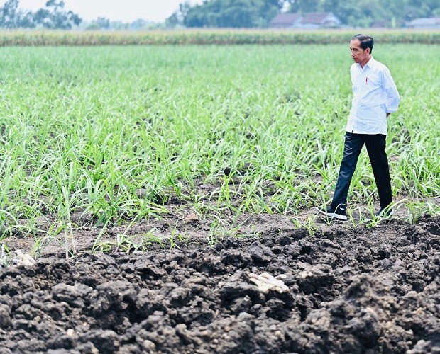Jokowi Tunjuk Airlangga Jadi Tim Khusus Urusi Tata Ruang hingga Kawasan Hutan. (Foto: MNC Media)