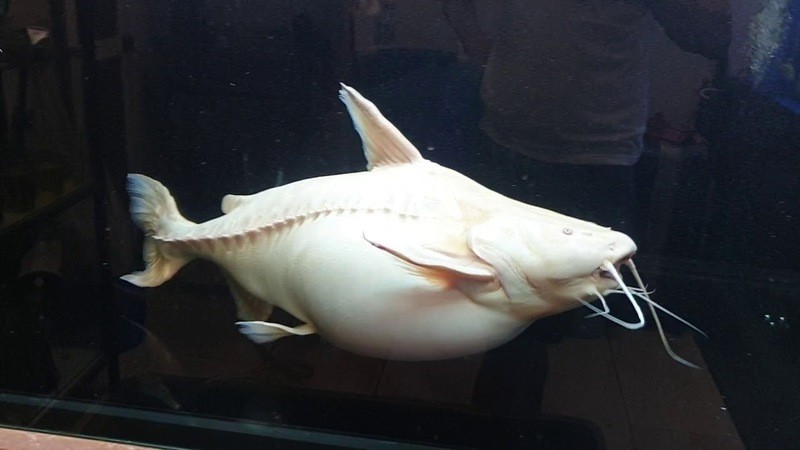 3 Ikan Lele Termahal, Ada yang Harganya Tembus Rp65 Juta per Ekor. (Foto: MNC Media)