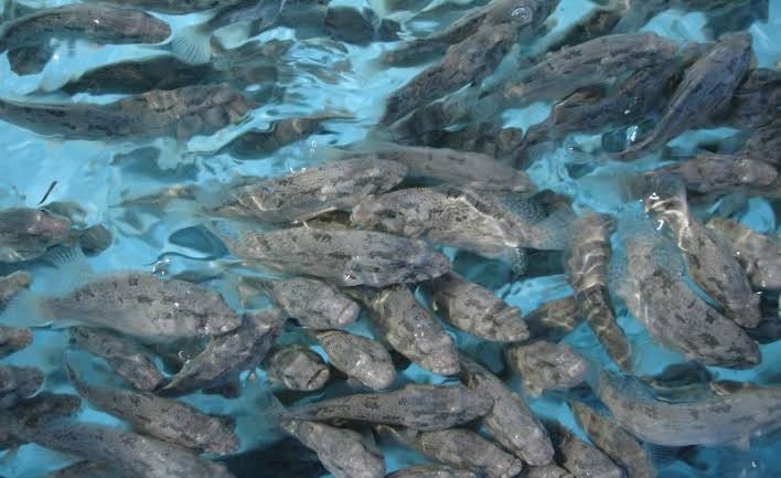 11 Ribu Benih Ikan Kerapu Diekspor ke Malaysia, Nilainya Rp110 Juta (FOTO:MNC Media)