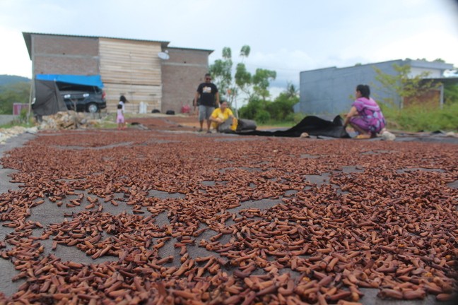 Harga Cengkih Tembus Rp120.000 per kg, Petani di Kolaka Utara Girang (FOTO: MNC Media)