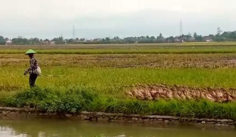 Angon Bebek di Sawah, Omzet Peternak di Pemalang Tembus Rp27 Juta  (Dok.Ist)