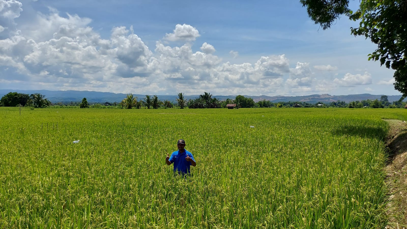 Tingkatkan Taraf Ekonomi, Vale (INCO) Bina Petani Terapkan Teknologi SRI Organik  (Dok.MNC)