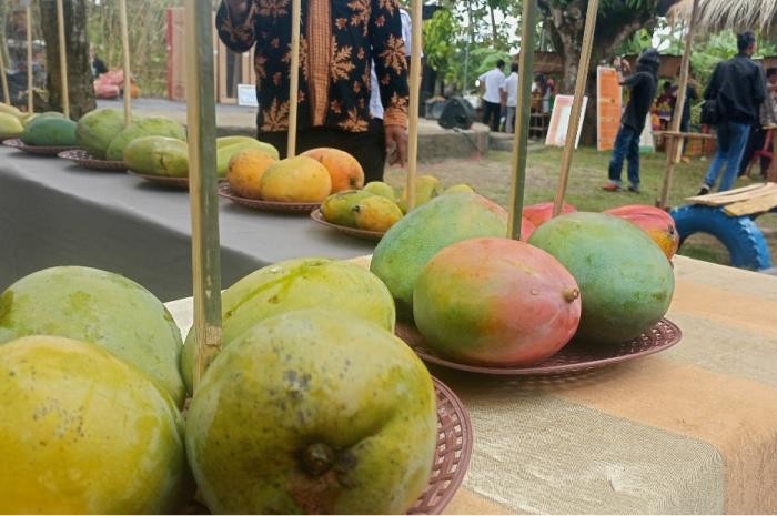 Kementan Upayakan Mangga RI Bisa Diterima Pasar Jepang. Foto: MNC Media.