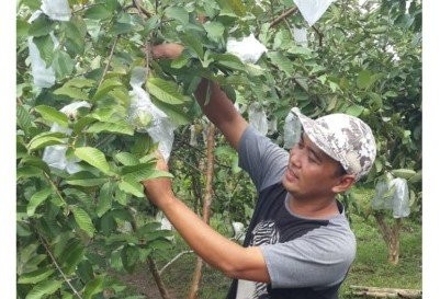 Kisah Sarjana Jadi Petani Milenial, Raih Omzet Miliaran dari Jambu Kristal. (Foto: MNC Media)
