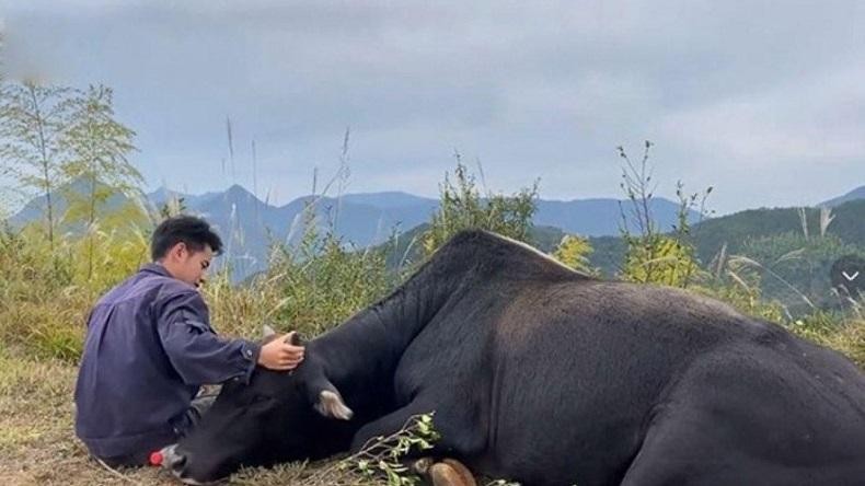 Pria Ini Pilih Beternak di Kampung, Hasilkan Ratusan Ribu Yuan. (Foto: MNC Media)
