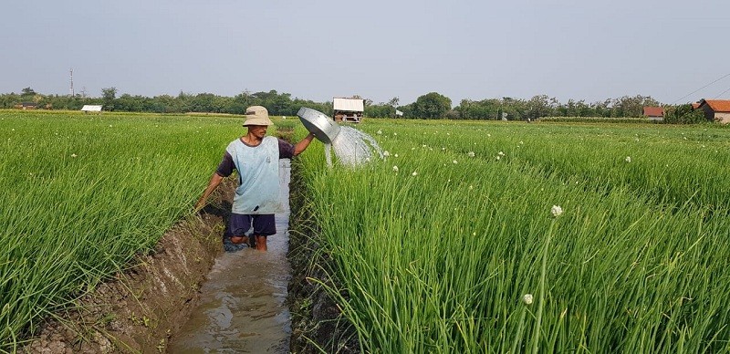 Kementan Bantah Proyek Food Estate di Kalimantan Mangkrak (FOTO: MNC Media)