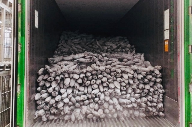 Ekspor 205 Ton Cakalang ke Jepang, Perikanan Indonesia Raup Rp5,1 Miliar (Foto: MNC Media)
