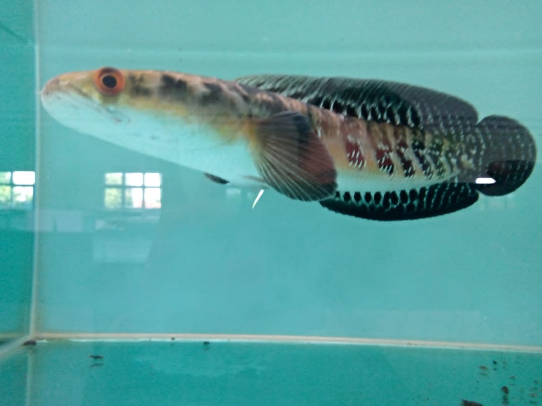 Lagi Jadi Tren, Harga Ikan Channa Bisa Setara Motor PCX. (Foto: Aryanto/MNC Media)