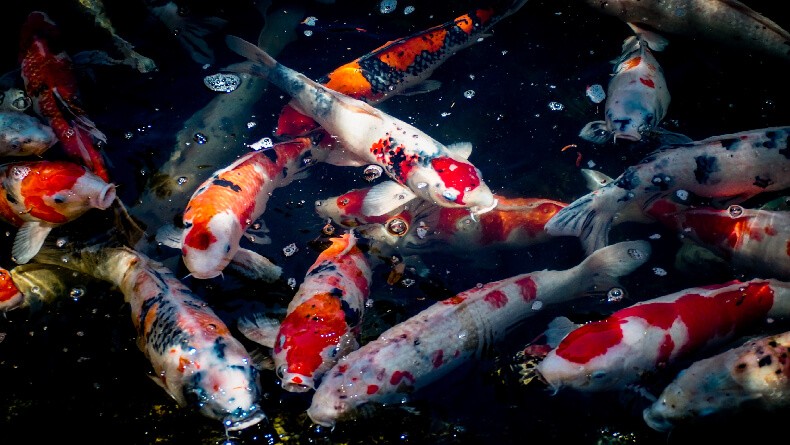 Tingkatkan Daya Saing di Pasar Global, Menkop Tekankan Inovasi Ekosistem UMKM Ikan Hias (FOTO:MNC Media)