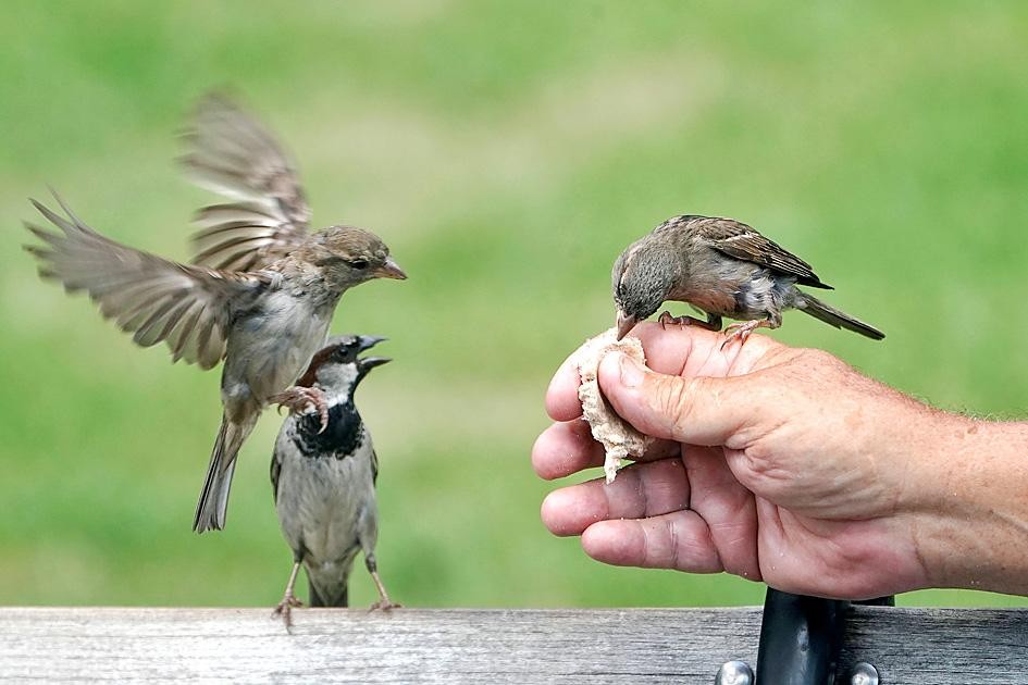 Cerita Inspiratif Panjang Tentang Kesuksesan, Belajar dari Seekor Burung (Foto: MNC Media)