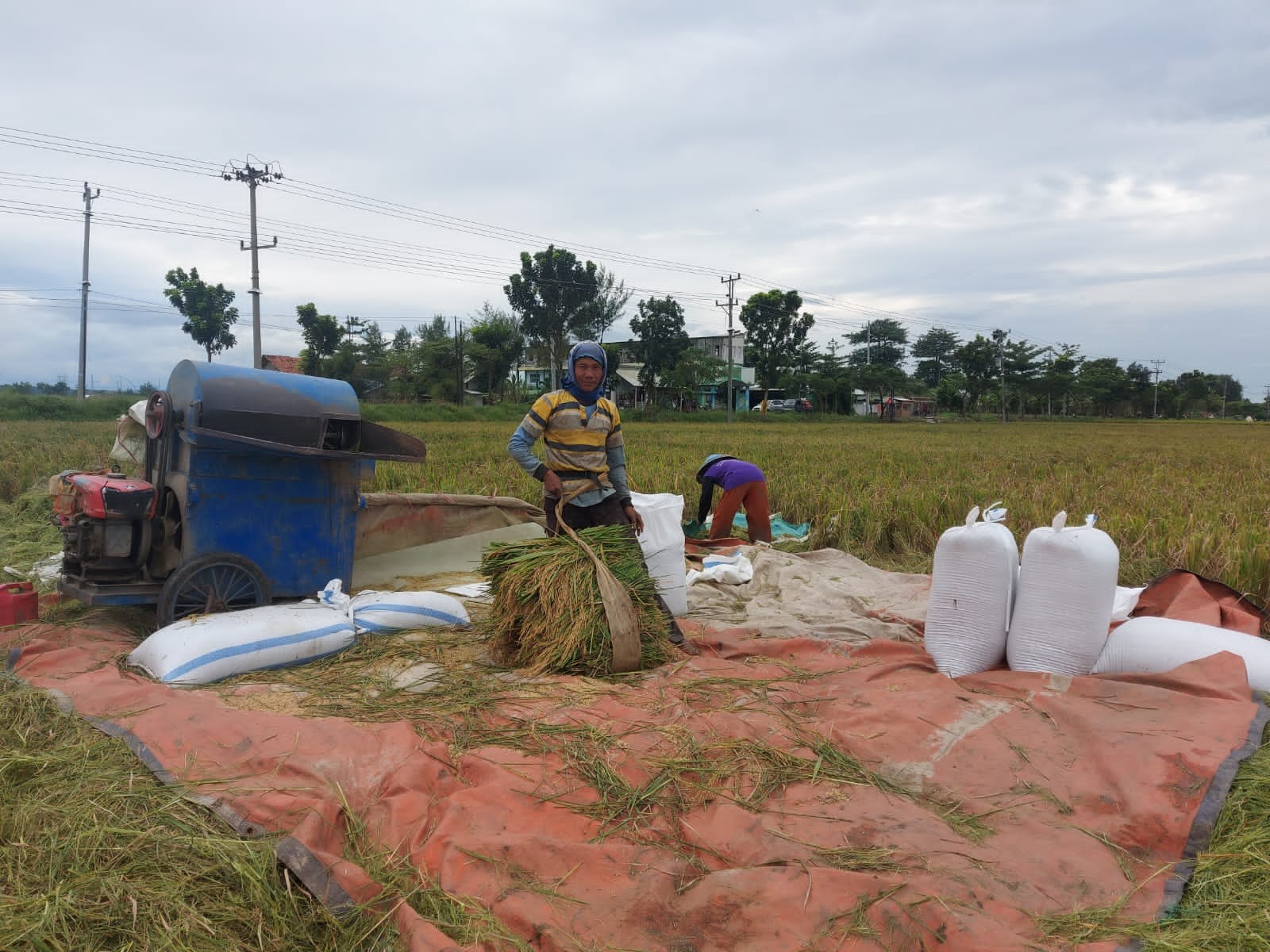 Hasil Panen Padi Anjlok, Petani di Pemalang Curhat Sulit Dapat Pupuk Subsidi (FOTO:Dok Ist)