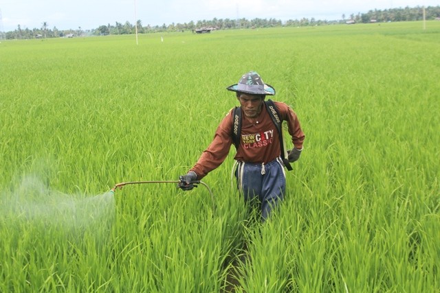Hasil Panen Merosot, Petani Keluhkan Pupuk Subsidi Langka (Foto: MNC Media)