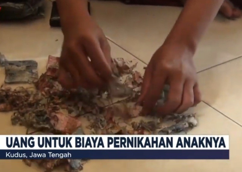 Terjadi Lagi, Uang Senilai Rp40 Juta Habis Dimakan Rayap (FOTO: Youtube GTV)