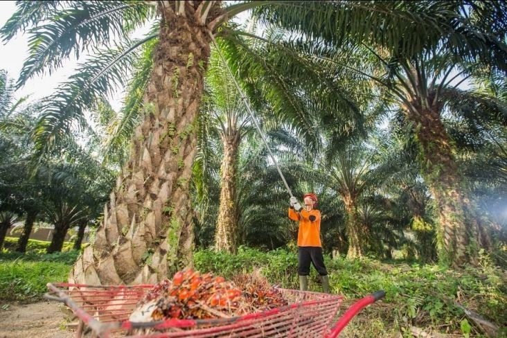13 PTPN Bakal Digabung Jadi 2 Subholding Perkebunan, Apa Saja? (Foto: MNC Media)