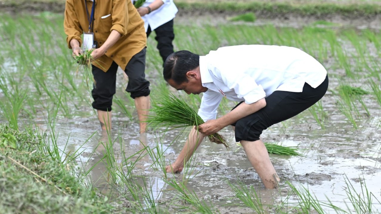 Jokowi Senang Tanam Padi di Tuban Pakai Pupuk Organik. (Foto Setpres)