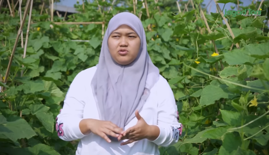 Sarjana Ilmu Komputer Otodidak Bertani Timun Organik, Serok Cuan Rp85 Juta Sekali Panen. (Foto: Youtube/Jagadtani TV)