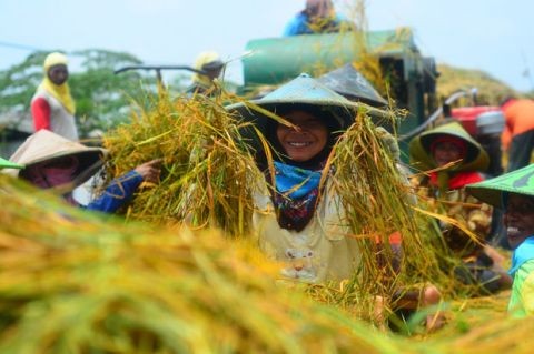 Nilai Tukar Petani Turun 0,18 persen di Februari 2025, Ini Penyebabnya. (Foto MNC Media)