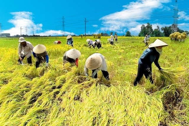 Dorong Swasembada, Mentan Targetkan RI Tidak Lagi Impor Beras. (Foto: MNC Media)