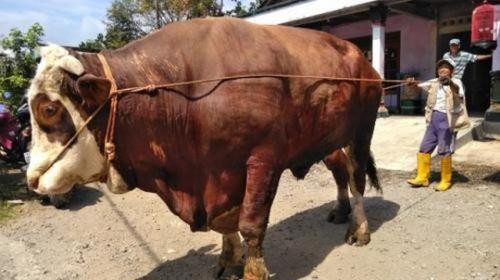 Sapi Kurban dengan Harga Termahal Jelang Idul Adha 2023, Sampai Berapa? (Foto: MNC Media)