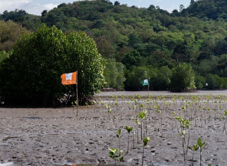 Mitra Pinasthika (MPMX) Lanjutkan Rehabilitasi Mangrove di NTT (FOTO:Dok Ist)