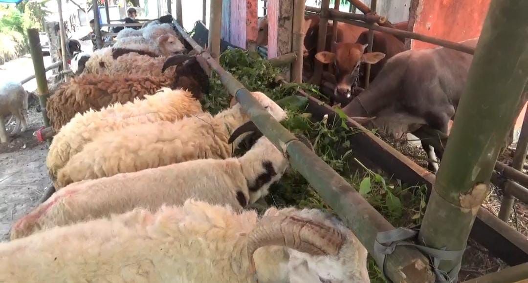 Jelang Idul Adha, Harga Hewan Kurban di Sukabumi Naik 30 Persen (FOTO:MNC Media)