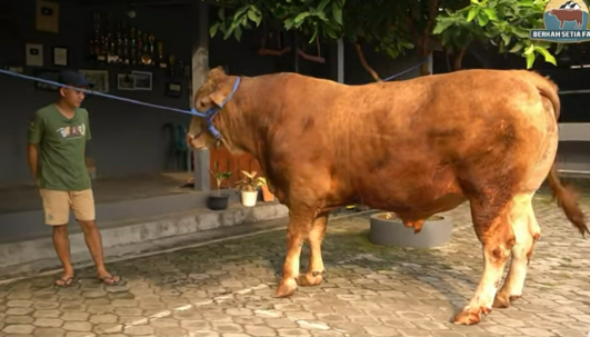 Estimasi Harga Sapi Wariso: Hewan Kurban Milik Irfan Hakim, Jumbo, Bobot 1 Ton. (Foto: Youtube/Setia Farm)