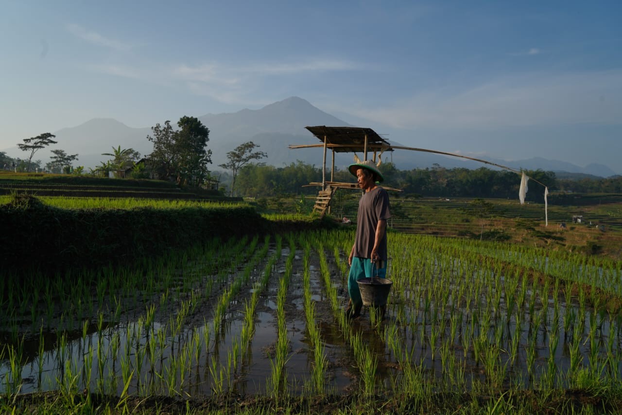 Sebanyak 375 Ribu Petani di Sumut Tak Dapat Pupuk Subsidi, Ini Alasannya. (Foto: Wahyudi/MNC Media)
