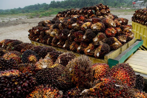 Gandeng Golden Blossom, Teknologi Karya (TRON) Bantu Pantau Armada Industri Sawit (foto: MNC media)