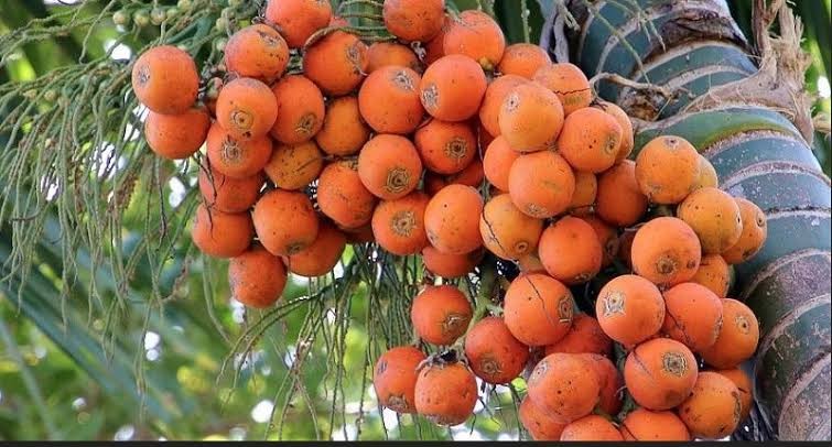 Harga Pinang Anjlok jadi Rp3.000 per Kilogram, Petani di Muarojambi Menjerit (FOTO:MNC Media)