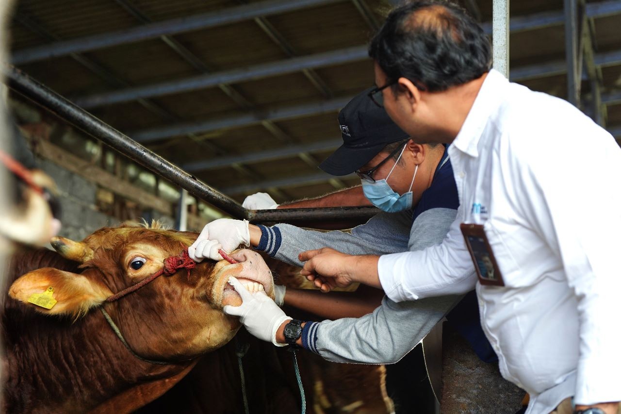 Jelang Idul Adha, Pemrov DKI Gencarkan Pemeriksaan Hewan Kurban (FOTO:MNC Media)