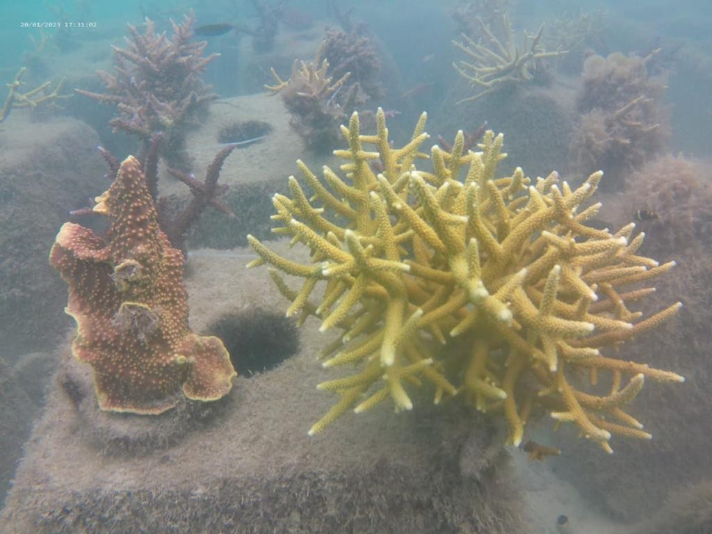 Dukung Kelestarian Laut, IDSurvey Perluas Pelestarian Taman Terumbu Karang (FOTO:Dok Ist)
