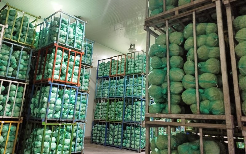 Ekspor kubis terus menunjukkan grafik peningkatan dari tahun ke tahun. Sayur kol asal Sumut ini sangat diminati oleh masyarakat Taiwan.