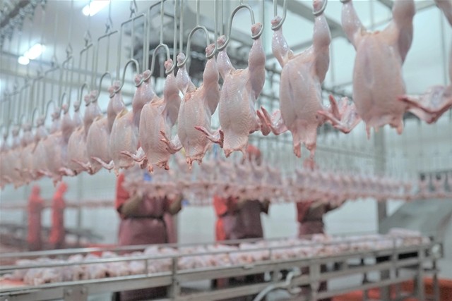 Emiten Unggas (WMPP) Bukukan Rugi 5.558 Persen di Semester I-2023, Sahamnya Stagnan (Foto: dok Widodo Makmur)