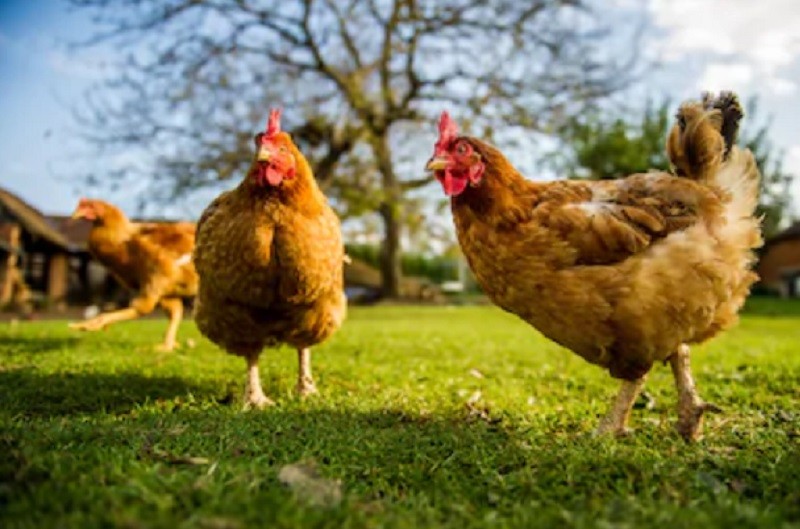 Mengenal Japfa Comfeed Indonesia (JPFA), Salah Satu Perusahaan Agri-Food Terbesar Indonesia (Foto: MNC Media)
