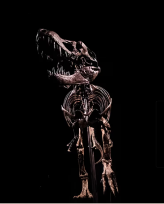Stan, Fosil Dinosaurus Termahal di Dunia yang Laku Rp438 Miliar ‘Pindah’ ke Abu Dhabi. (Foto: National Geographic)