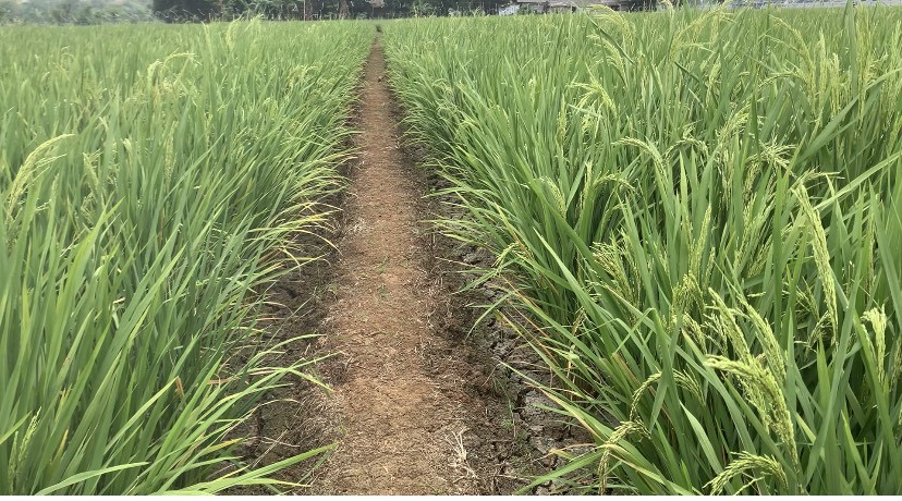 Ilustrasi sawah kekeringan