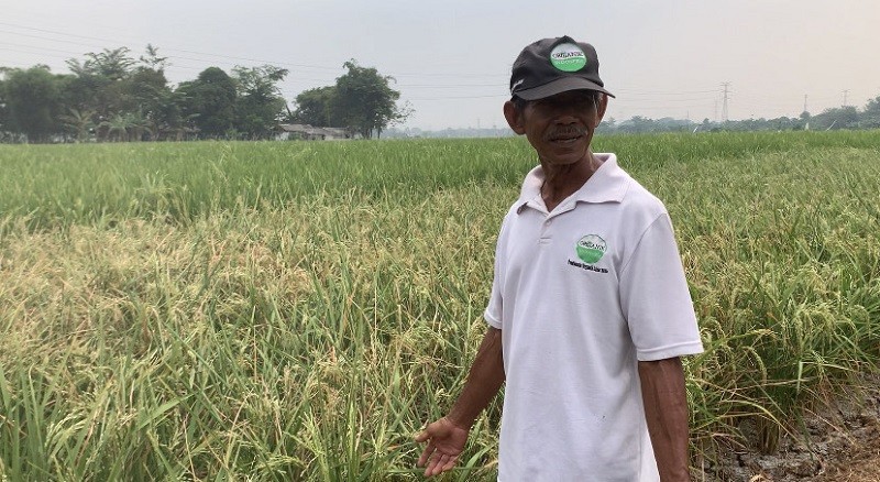 Dampak El Nino Nyata, Petani Kerek Harga Gabah Jadi Rp6 Ribu per Kg (Foto Jonathan Simanjuntak)