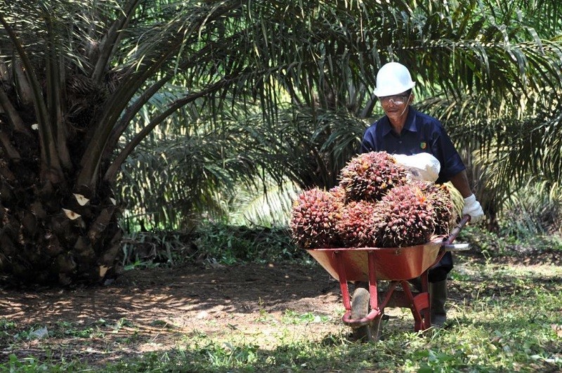 6 Saham Pertanian Termurah 2023, Masih di Bawah Rp600. (Foto: MNC Media)