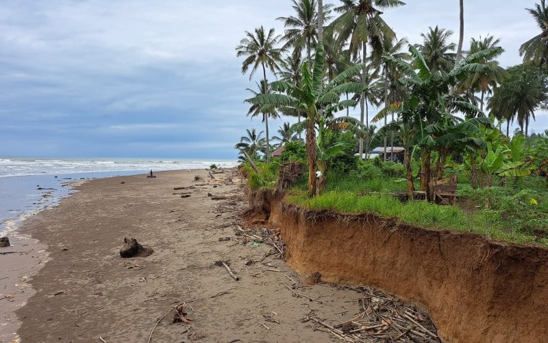 Dua meter daratan di Pesisir Pantai Bengkulu hilang setiap tahunnya. (Demon Fajri/MPI)