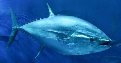 6 Ikan Termahal di Dunia, Ada yang Seharga Rp48 Miliar. (Foto: MNC Media)