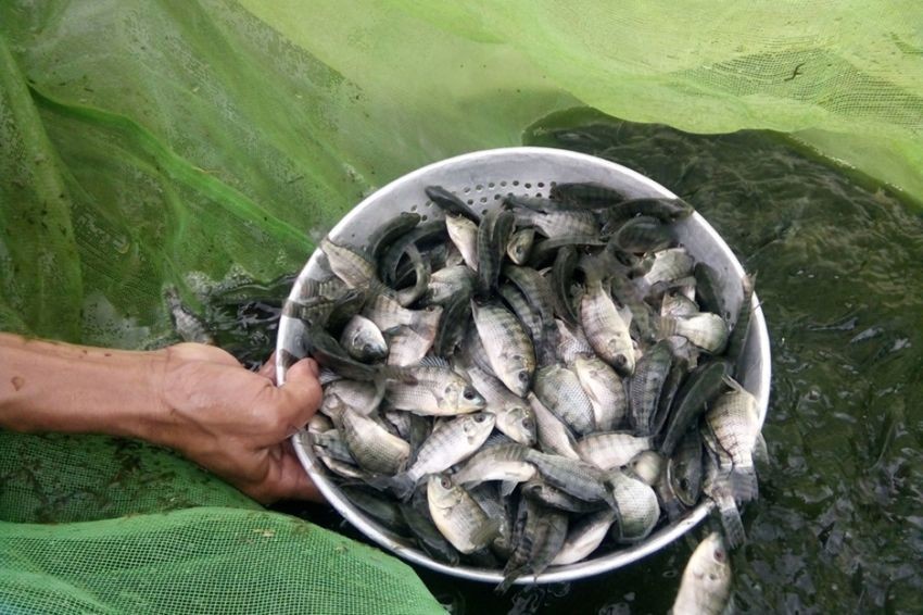 Modal Ternak Ikan Nila bagi Pemula, Simak Kisarannya. (Foto: MNC Media)