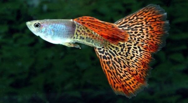6 Ikan Guppy Termahal 2023, Tembus Jutaan Rupiah per Ekor. (Foto: MNC Media) 
