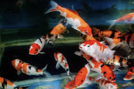 Inilah Peluang Usaha Budi Daya Ikan Hias di 2023 yang Jarang Diketahui. (FOTO : MNC MEDIA)