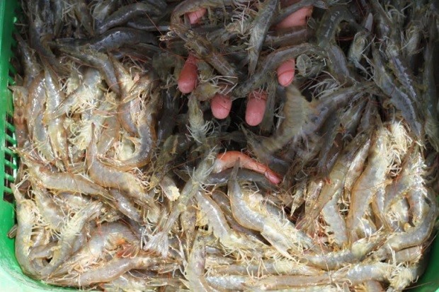 Tips dan Cara Menjadi Supplier Udang yang Sukses di 2023. (Foto: MNC Media)