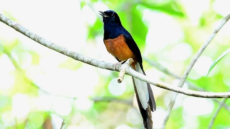 Burung Peliharaan Termahal Di Indonesia