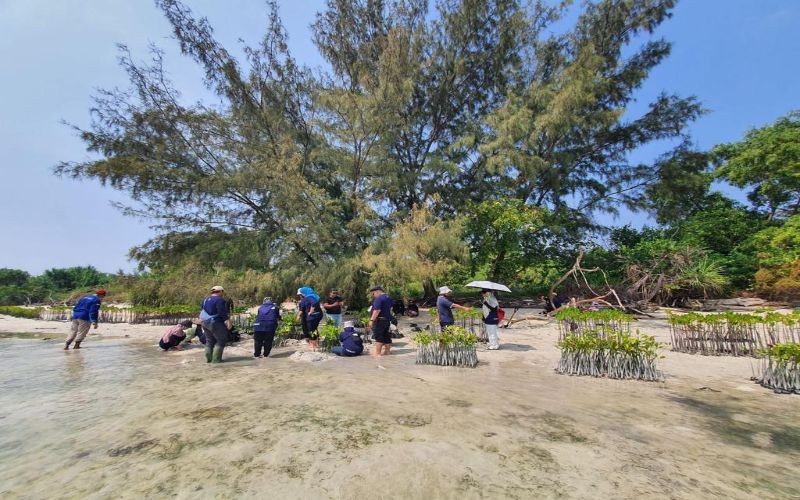BRI Dukung Target Bebas Emisi Karbon, Tanam Bibit Mangrove di Pulau Tidung