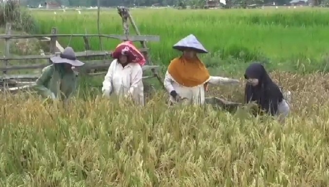 Berkah Kemarau, Harga Gabah dan Beras Tingkat Petani Melonjak (FOTO:Dok Ist)