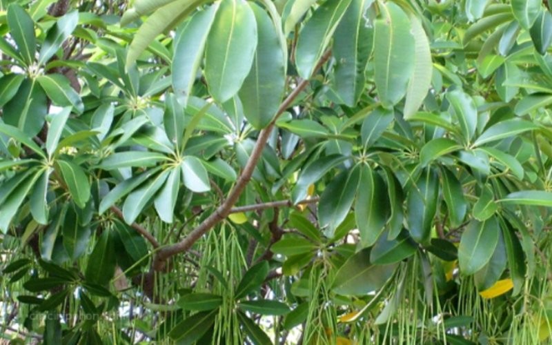 Pohon dengan nama latin Alstonia Scholaris seharga mobil Fortuner itu dikabarkan akan ditanam di sekitar istana Ibu Kota Negara (IKN).