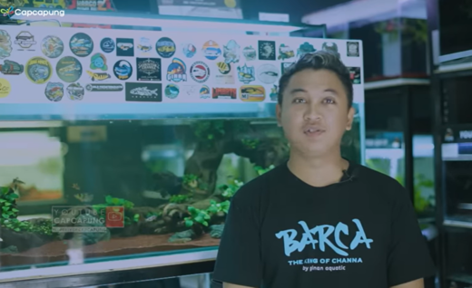 Kisah Sukses Pengusaha Muda, Jual Ikan Gabus Hias Untung Puluhan Juta. (Foto: YouTube/Cap Capung)