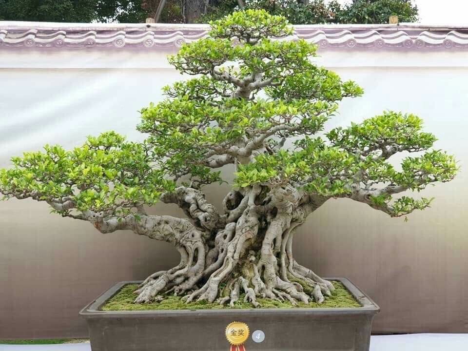 Tembus Rp1 Miliar, Bonsai Kimeng Termahal Katanya Bawa Hoki. (Foto: Bonsai Kimeng Termahal)